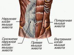 Мышцы живота (пресс)